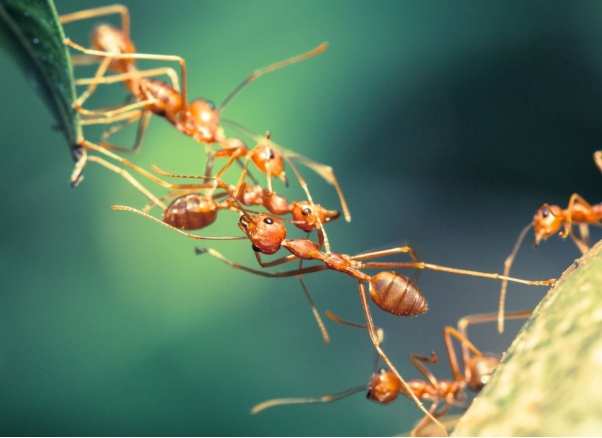 Tìm hiểu sơ lược về loài kiến